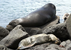 Diver's above water. Galapagos. S5 PRO, 18-200mm. by Derek Haslam 